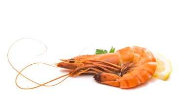 haşlanmış karides izole 