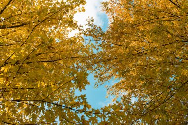 ağaçları sonbahar yaprakları ile