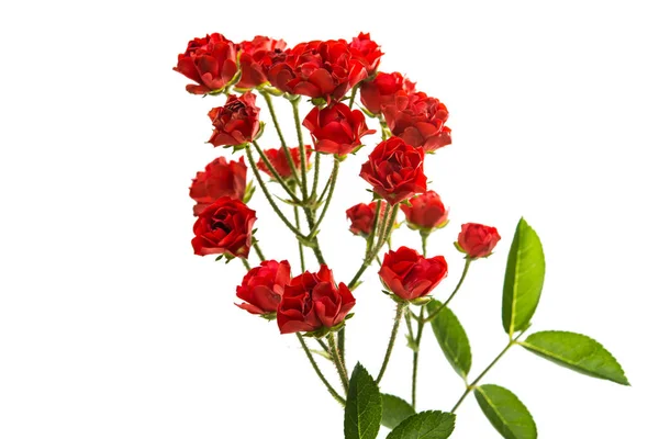 Красная небольшая роза изолирована — стоковое фото