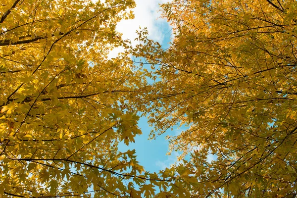 Árvores com folhagem de outono — Fotografia de Stock