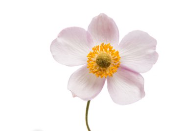 Güzel, yalnız çiçek 