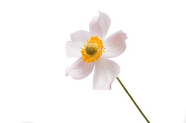 Güzel, yalnız çiçek 