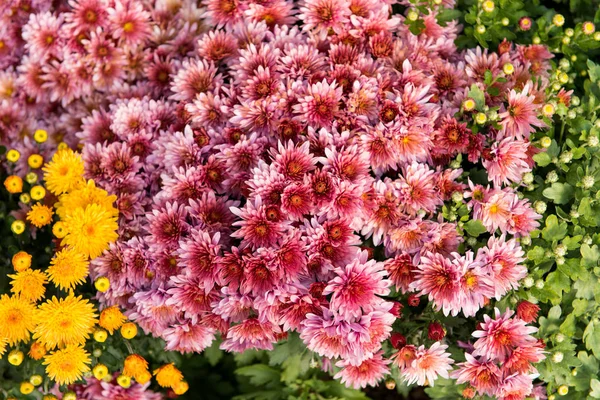 Chrysanthemums flower growing — Stock Photo, Image