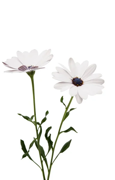 Osteosperumum Blomma Daisy Isolerad på vit bakgrund — Stockfoto