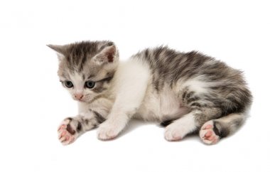 Kabarık kedi hayvan