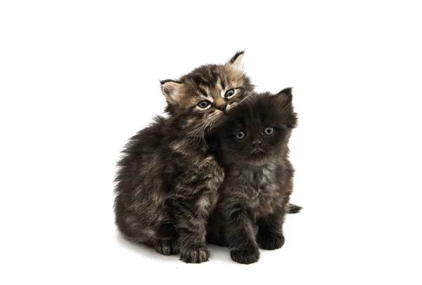 Puszysty kotek zwierząt — Zdjęcie stockowe