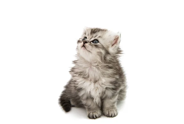 Αφράτο γατάκι ζώα — Φωτογραφία Αρχείου