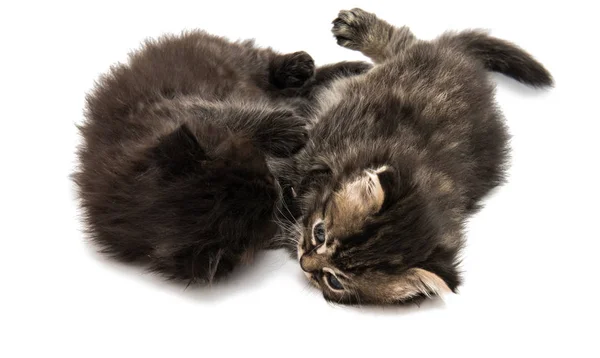 Animal gatito esponjoso — Foto de Stock
