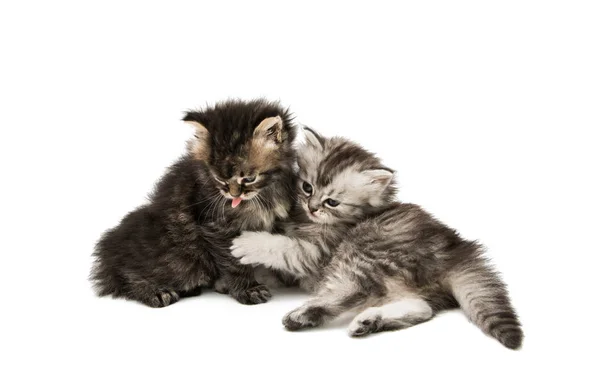 Pluizig kitten dier — Stockfoto