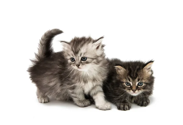 Puszysty kotek zwierząt — Zdjęcie stockowe