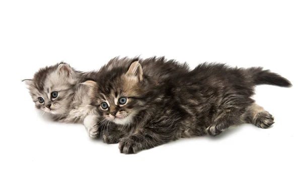 Fluffy kitten animal — Stock Photo, Image