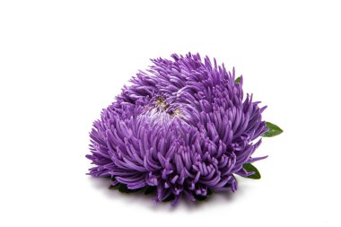 aster izole çiçek açması 