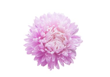 aster izole çiçek açması 