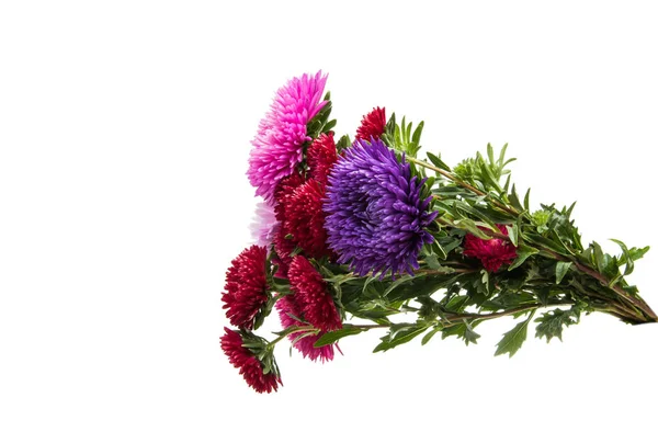 Aster florescendo isolado — Fotografia de Stock