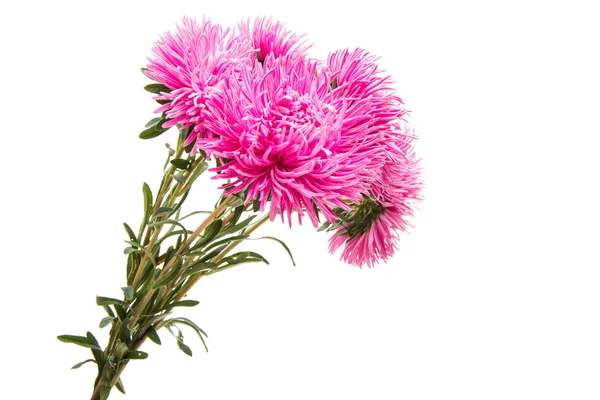 Aster blossoming isolated — Stock Photo, Image