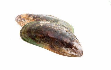 Midye deniz ürünleri 