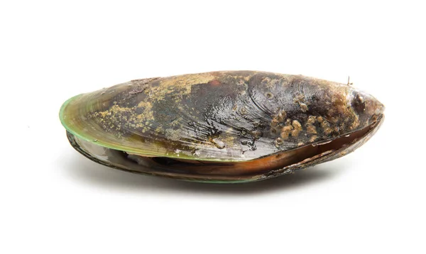 Midye deniz ürünleri — Stok fotoğraf