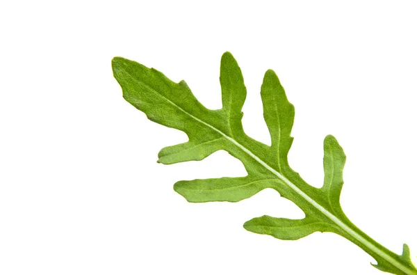 Salato di rucola isolato — Foto Stock