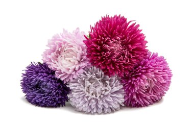 izole aster çiçekler 