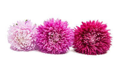 izole aster çiçekler 