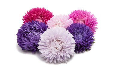 izole aster çiçekler 