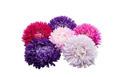 izole aster çiçekler 