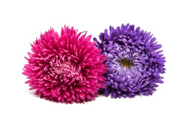 izole aster çiçekler 