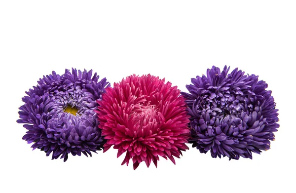 孤立的紫苑花 — 图库照片