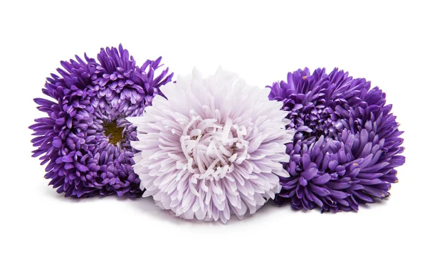 Aster blommor isolerade — Stockfoto