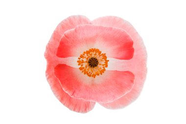 izole kırmızı gelincik 