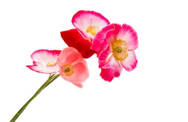 izole kırmızı gelincik 