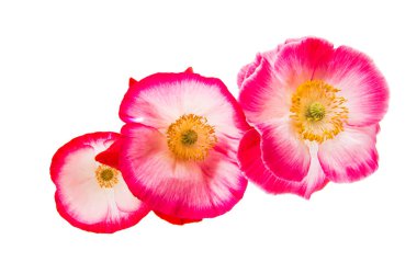 izole kırmızı gelincik 