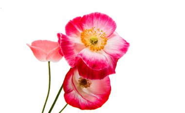 izole kırmızı gelincik 