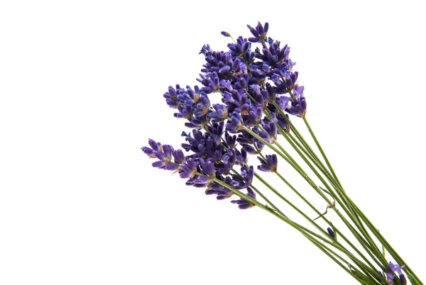 Purple bouquet Lavender flowers — Stock Photo, Image