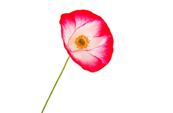 Red poppy isolated — Stock Photo, Image