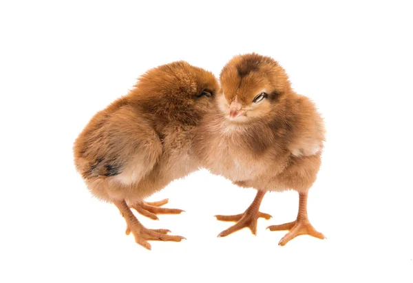分離された鳥鶏 — ストック写真