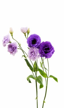 eustoma çiçek kompozisyon