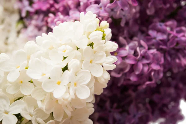Background of lilac close-up — Stock Photo, Image