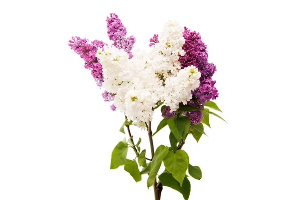 Purple lilac branch — Stock Photo, Image