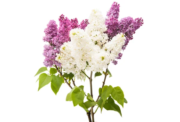 Purple lilac branch — Stock Photo, Image