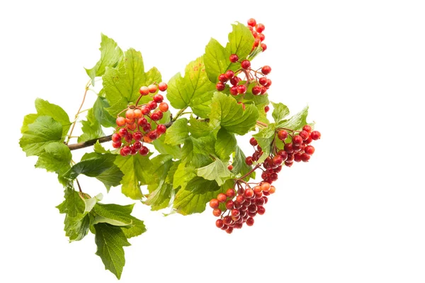 A branch of a viburnum — Stock Photo, Image