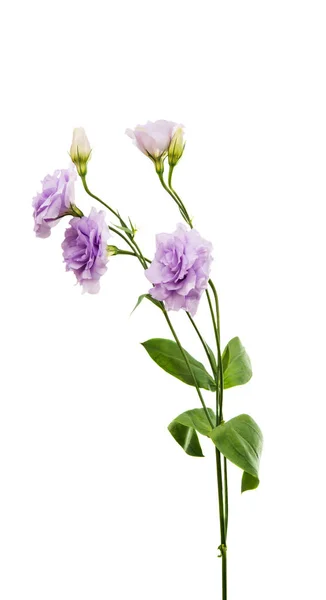 Composición flor eustoma — Foto de Stock