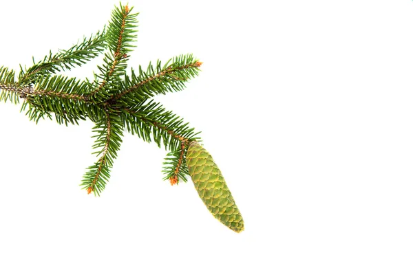 緑の円錐形を持つトウヒの枝 — ストック写真