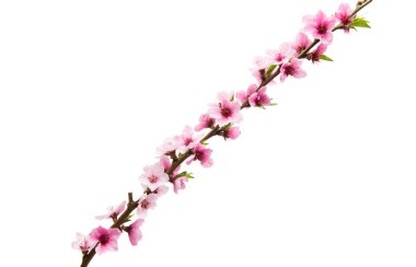 İzole Sakura çiçekler 