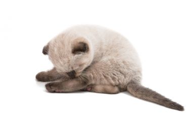 Kulaklı kedi izole Lop tavşanı 