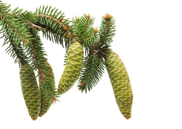 Branch of spruce with green cones — Stock Photo, Image