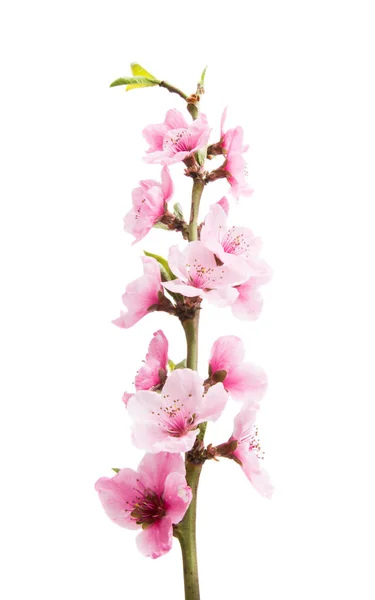 Sakura flores isoladas — Fotografia de Stock