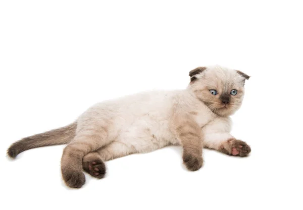 Лоп вухатий кошеня ізольований — стокове фото