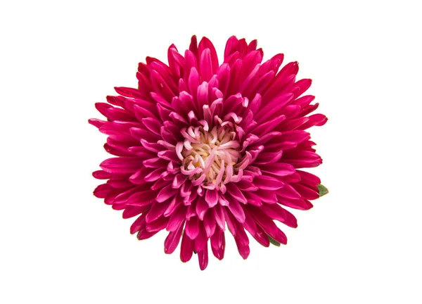 Květina červená aster — Stock fotografie