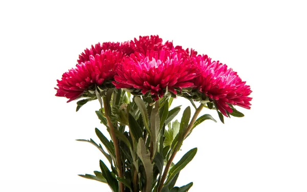 Fiore aster rosso — Foto Stock